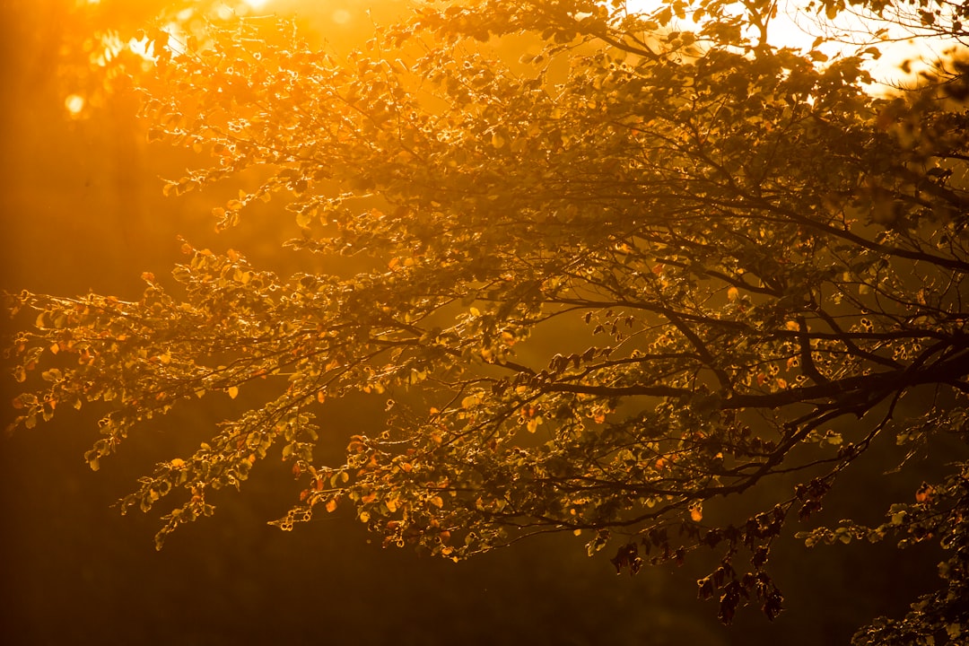 Photo Golden sunrise